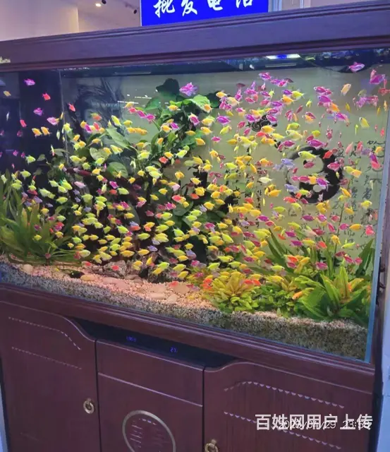 专业鱼缸清洗维护保养 - 图片 2