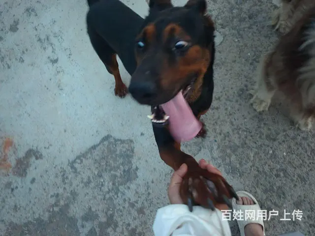 配种 - 图片 1