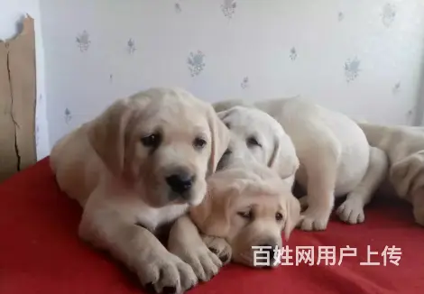 承德拉布拉多怎么卖 保健康 疫苗齐全 - 图片 4