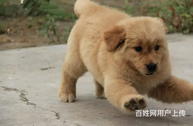 出售金毛幼犬——大头宽嘴、公母都有 包存活 - 图片 3