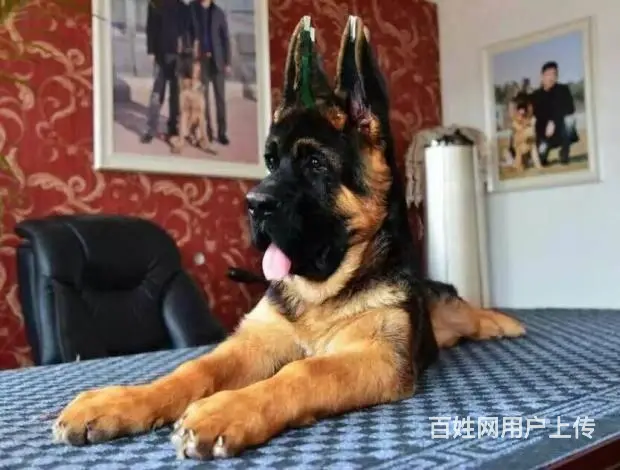 纯种锤系德国牧羊犬出售 保纯种保健康保质量 - 图片 1
