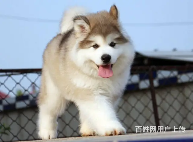 巨型阿拉斯加雪橇犬 多款颜色阿拉待售 健康质保半年 - 图片 1