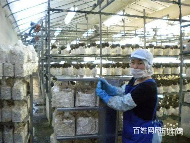新项目急招丨出国劳务丨保姆丨普工丨技工丨农场工人 - 图片 3