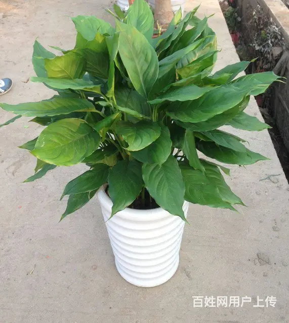 昆山花卉租赁 - 图片 1