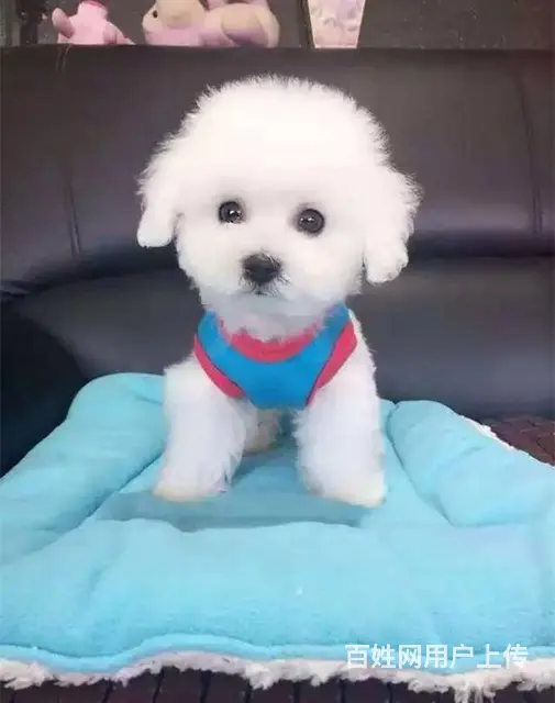 赛级泰迪犬价格 茶杯体泰迪犬出售 北京泰迪犬舍 - 图片 6