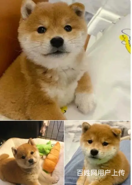 求幼犬领养，可以小付费用 - 图片 2