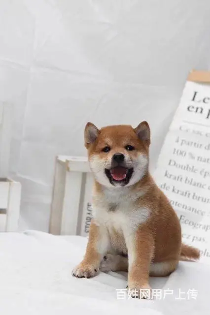 纯种日本柴犬多少钱 北京哪里有卖柴犬 纯种柴犬价格 - 图片 6