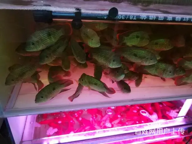 鱼缸观赏鱼送货到家 - 图片 7
