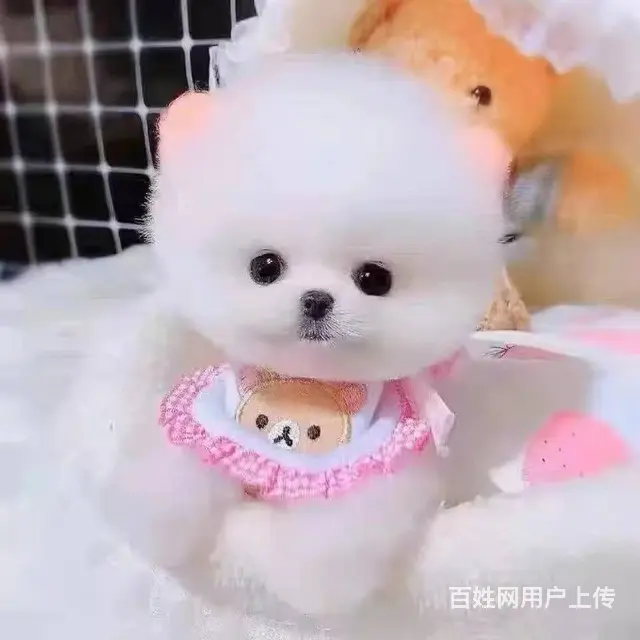微小体俊介博美   小型博美宝宝 纯种健康 - 图片 1