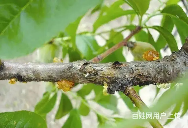 春雷霉素作用机理2%春雷霉素水剂防治多种病害 - 图片 5