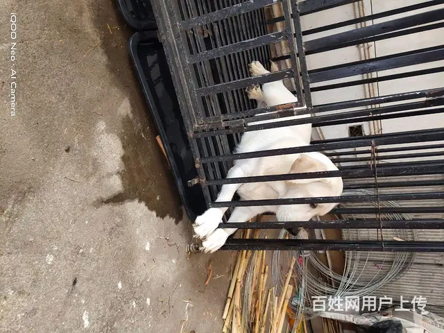 自家养的小拉拉 - 图片 2