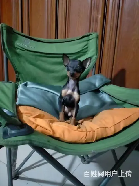 小鹿犬 - 图片 1
