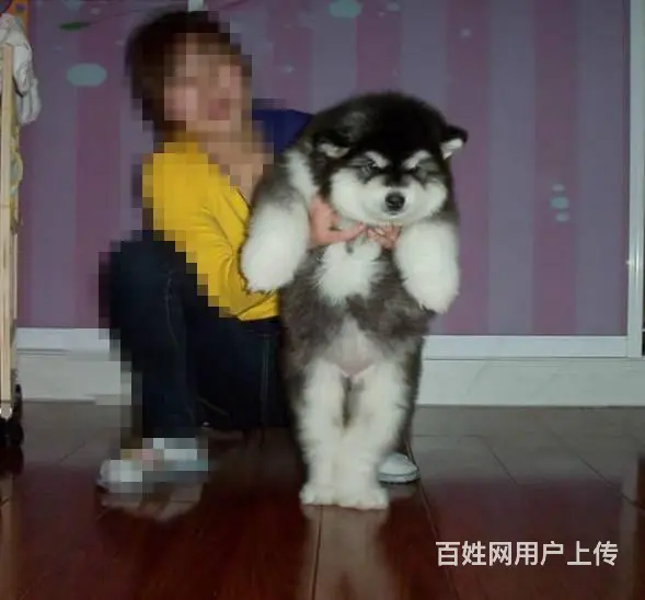 巨型阿拉斯加，诚信第一　品质第一　服务第一 - 图片 7