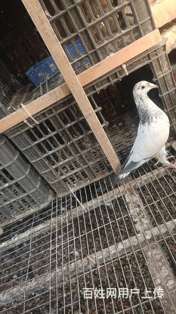 信鸽种鸽  幼鸽要的联系 - 图片 7