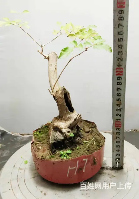 德聚缘花木盆景达人盆景总监盆景艺术总监杨世毅先生 - 图片 9