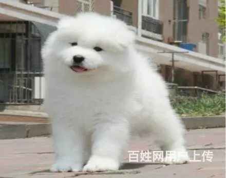 承德萨摩怎么卖 家养萨摩 保纯种健康 - 图片 12