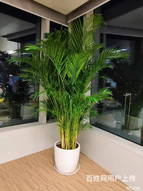 广州办公室花木绿植租凭 植物租摆 绿植购买出售 - 图片 2