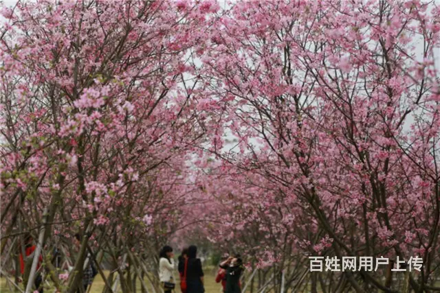 五彩田园景区房房东直租 - 图片 10