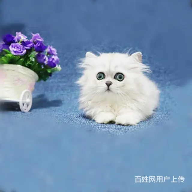 贵州黔南双血统金吉拉猫舍直销 - 图片 1