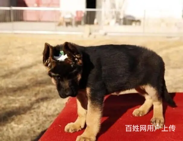 广州纯种德国牧羊犬价格 狗舍直销 包纯种健康签协议 - 图片 6