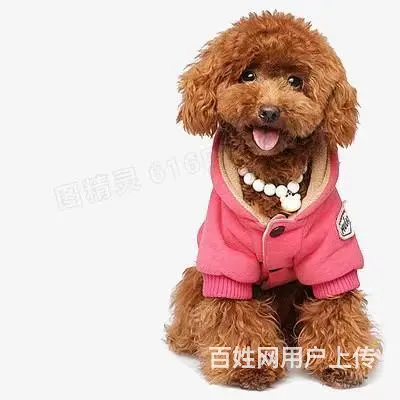 伊春专业猫狗托运 上门接送 宠物托运至全国 - 图片 2