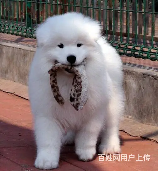澳版精品萨摩耶犬 血统纯正 健康 质保 终身服务 - 图片 6