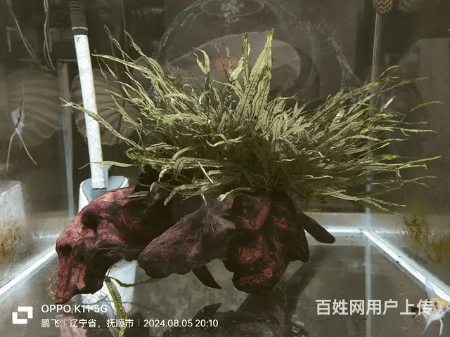 沉木带水草 - 图片