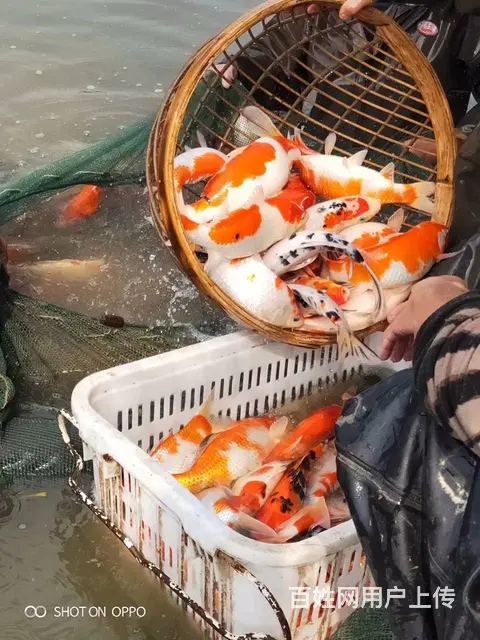【观赏鱼批发中心】锦鲤鱼，金鱼，热带鱼，批发零售 - 图片 9
