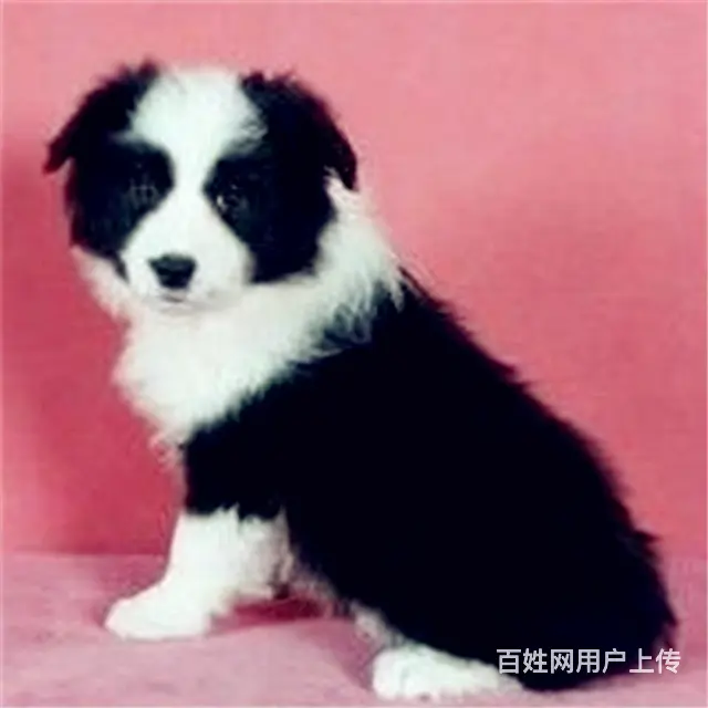 辽阳卖边牧的基地 哪里有边牧交易市场 - 图片 9