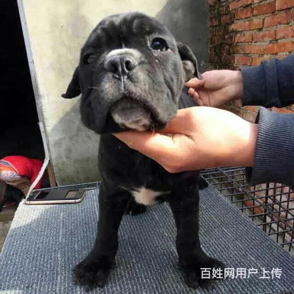 辽阳卡斯罗活体购宠中心电话地址 - 图片 1