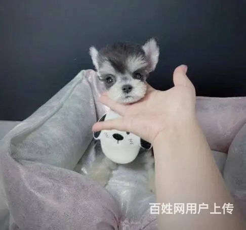 纯种雪纳瑞幼犬小狗 可爱椒盐雪纳瑞 身体健康找新家 - 图片 1