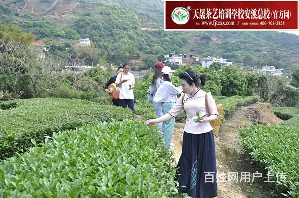 天晟中国茶学系统培训班9月11日开课，即日起可报名 - 图片