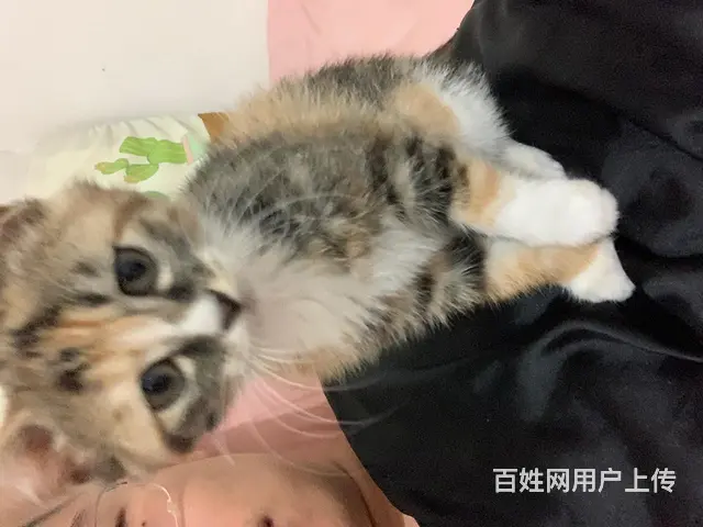 小三花求领养 - 图片 4