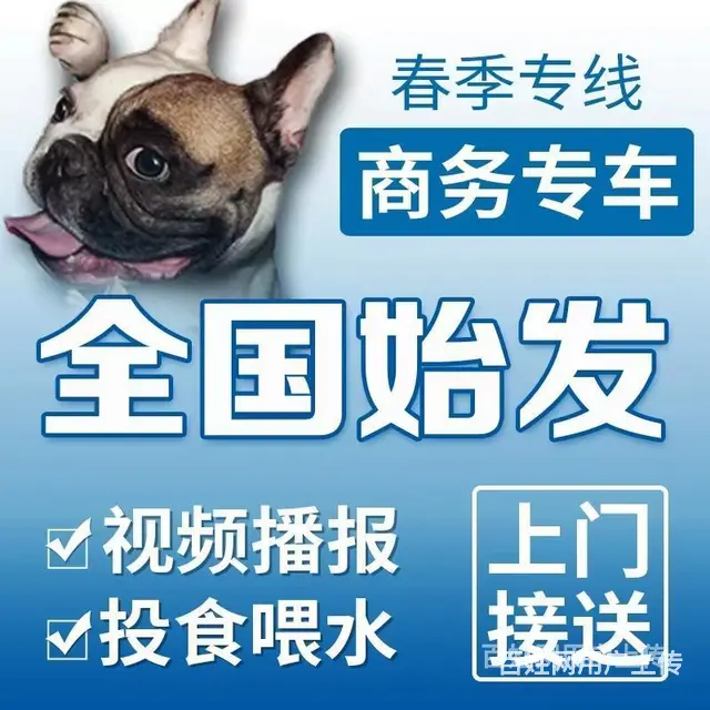 新余托运宠物 （猫狗活体运输）快递至全国各地 - 图片 3
