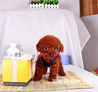 泰迪贵宾专卖,各色泰迪出售中,包健康,签健康协议 - 图片 5