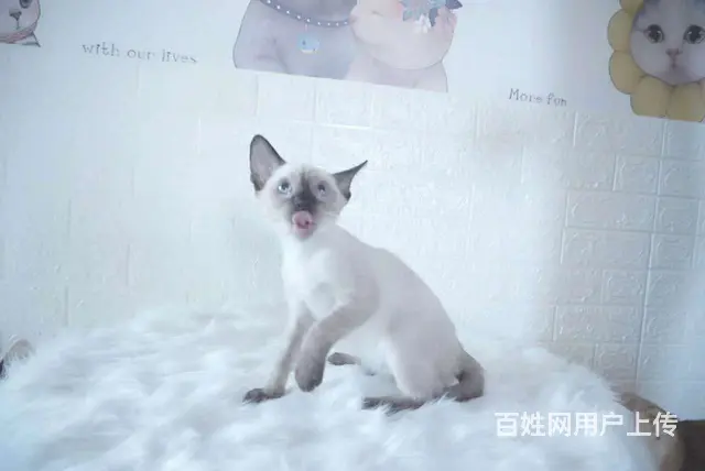 哪里有暹罗猫卖的 纯种健康 暹罗猫有什么习惯 - 图片 5