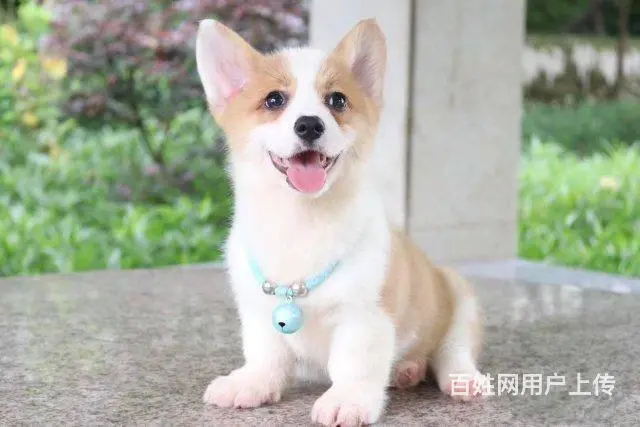 精品威尔士柯基犬出窝 三色柯基犬 纯种健康柯基犬 - 图片 8