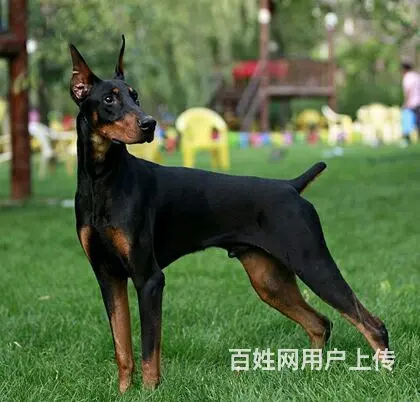 【货到付款】阿克苏杜宾犬哪里有 完美杜宾血统赛级挑选 - 图片 4