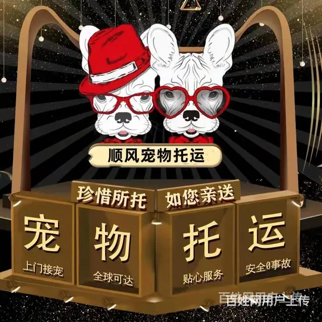 丽水遂昌宠物托运（猫狗）活体邮寄快递（2022宠物运输 ）今 - 图片 1