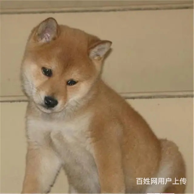 长春养秋田犬的地方，卖秋田犬的地方 - 图片 9