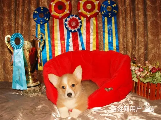 天门柯基价格_柯基多少钱柯基图片_纯种柯基幼犬 - 图片 12