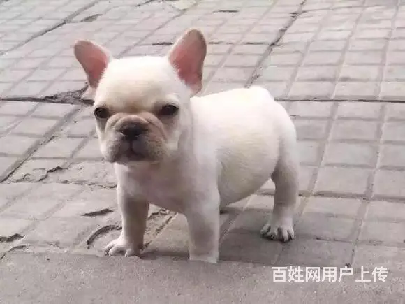 天门哪里可以买到法斗，法斗买一只要多少钱 - 图片 11
