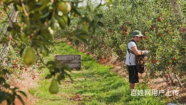 出国打工澳大利亚招聘各种工保底月薪三万包吃住 - 图片 6