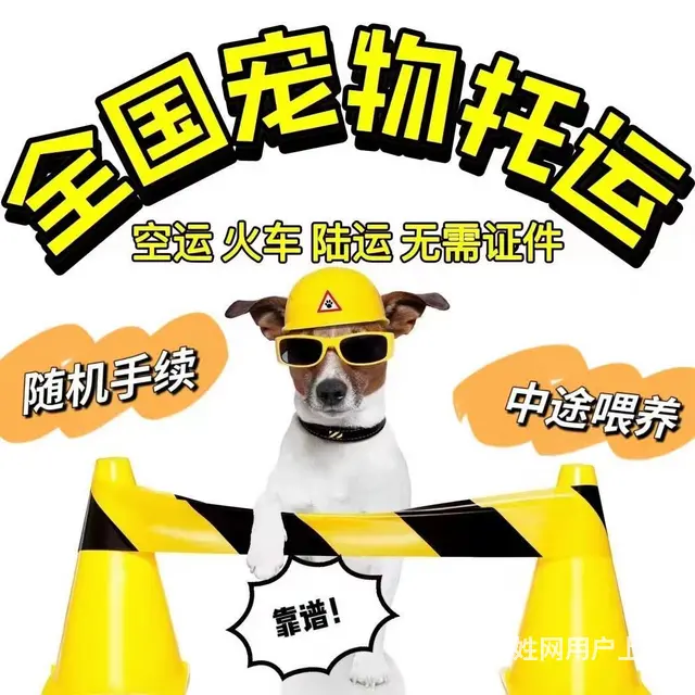 珠海宠物托运 （猫狗活体运输）宠物快递至全国 - 图片 3