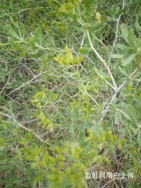 甘肃白刺种植基地 白刺种子种子繁育公司 白刺种子产 - 图片 3