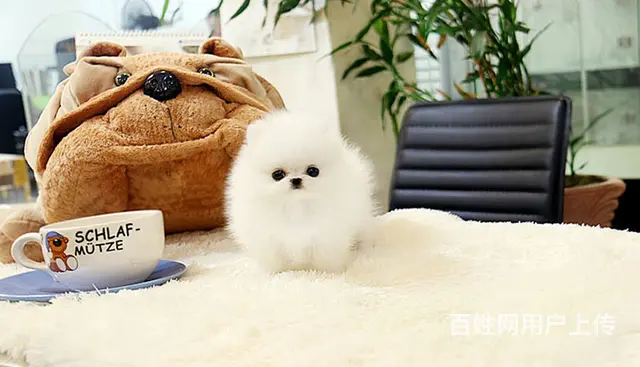 出售纯种博美幼犬小体俊介博美多少钱一只 - 图片 3