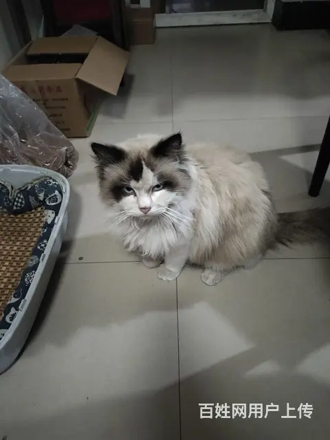 布偶公猫 - 图片 2