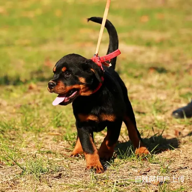 长春有什么靠谱的罗威纳犬舍推荐吗 - 图片 7