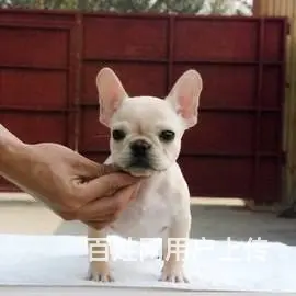 海盗眼 熊猫眼 黑白色 全白法国斗牛犬出售 - 图片 10