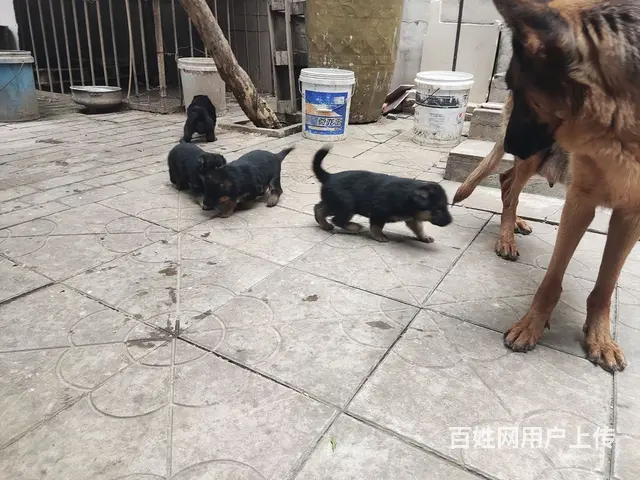 出售家养德牧 - 图片 3